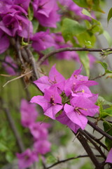 purple bougainvillea flower in bloom with its green leaves