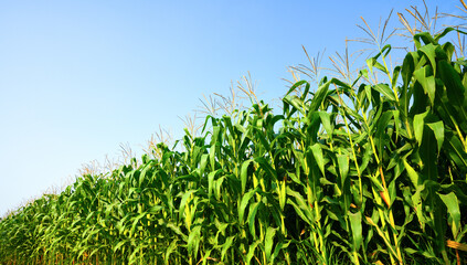 Corn field plantation with blue sky background.