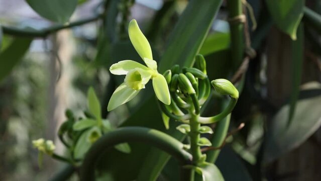 Vanilla flowers blooming in the garden.The vanilla flower is a small, delicate flower that is typically greenish-yellow in color.