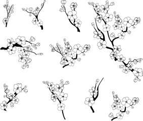 Cherry blossom vector illustration on white isolated.Peach blossom for doodle art on background.Sakura vector for tattoo design.Symbol flower of Japanese.Plum blossom vecor collection.beautiful floral