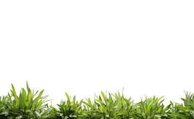 Fototapeta premium Foreground green leaf on transparent background, 3d render illustration.
