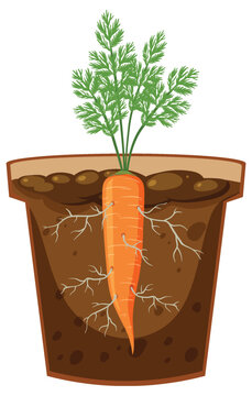 Root of carrot plant vector