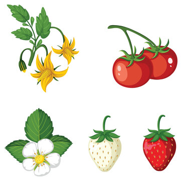 Set of vegetables on white background