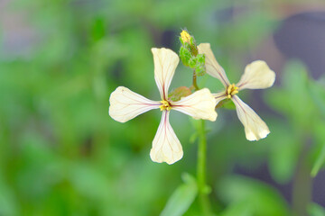 ルッコラの花