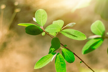 Green leaf plant for environment concept science technology and business