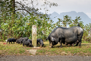 A herd of pigs is grazed freely in the Ta Xua mountains of Son La province, Vietnam