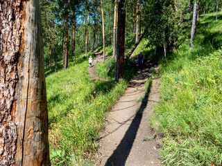 hiking trail in the summer pine forest