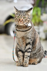 Fototapeta premium Tabby cat it is chained