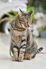 Tabby cat it is chained