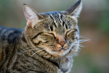 Tabby cat, it closes its eyes