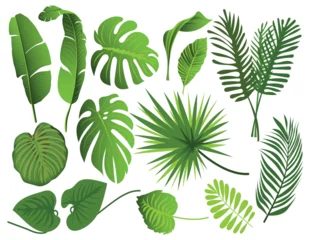 Foto op Aluminium Tropische bladeren Tropical leaves illustration background. collection vector illustration