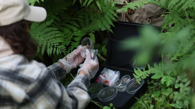 In a forest area, an ecologist takes plant samples and puts them in a container for research in a laboratory. Environment and ecosystem concept. Biology activist.