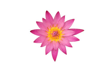 Fototapeta premium Isolated waterlily or lotus plants with clipping paths. 