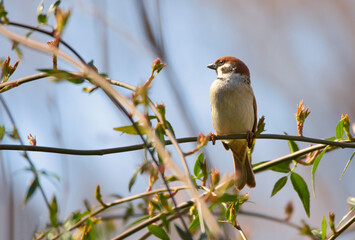 Sparrow on the tree branch
