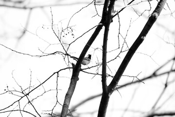 branches of a tree in winter