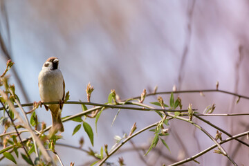 Sparrow on the tree branch