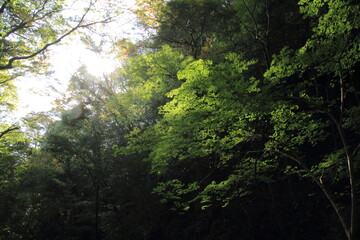 愛媛県大洲市　白滝公園の風景