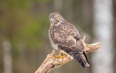 Common Buzzard in winter at a wet forest