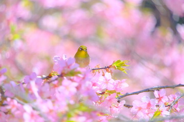 桜の花と野鳥のメジロ