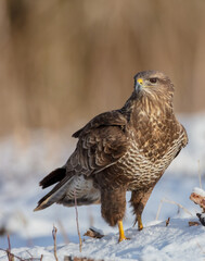 Common Buzzard in winter at a wet forest