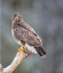 Common Buzzard in early spring at a wet forest