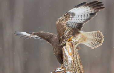 Common Buzzard in early spring at a wet forest