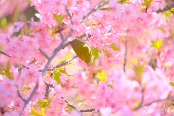 桜の花と野鳥のメジロ