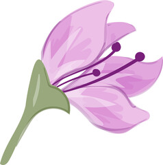 Watercolor Flower Illustration