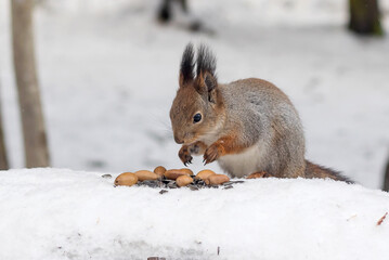 A fluffy cute squirrel in a winter snowy forest eats oak acorns.