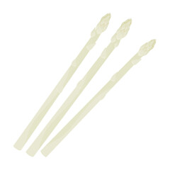 Vector illustration of white asparagus.
