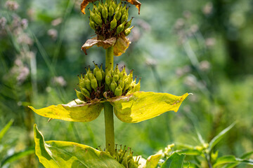 Gentiana lutea growing in mountains	