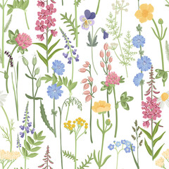 seamless pattern with field flowers, vector drawing wild plants at white background, floral ornament, hand drawn botanical illustration