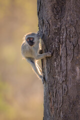A monkey clutching a tree while looking for its mother