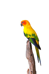 Fototapeta na wymiar Colorful Sun conure parrot isolated on transparent background png file