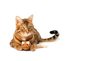 Bengal domestic cat playing with a plush mouse on a white background
