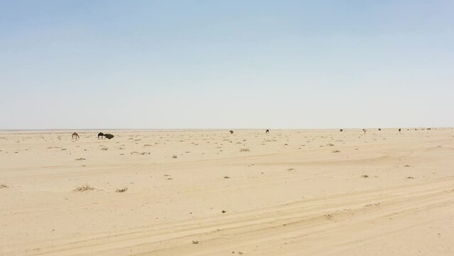Group of Camels in the heart of Saudi Arabia desert