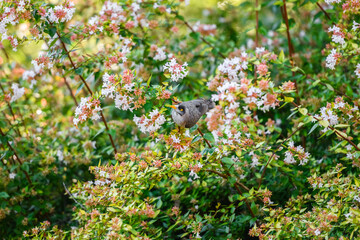Australian Noisy Miner bird