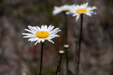 White wild daisy with yellow pistil