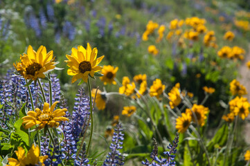 Yellow Arrow-leaf Balsamroot and purple lupines in the blurry background