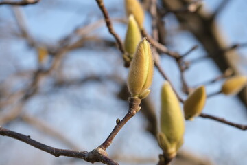ハクモクレンの蕾と青い空