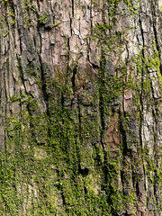 wood bark with moss natural background