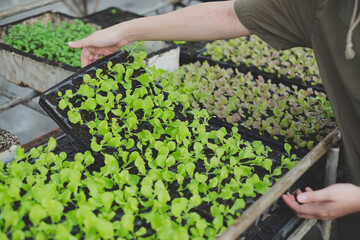 Hand holding seedling tray of green oak lettuce seedling. Concept of organic greenhouse, plantation. Beginning of production, agricultural and gardening. Freshness and evergreen grow. Salad vegetable.