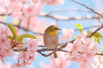 桜の花と野鳥のメジロ