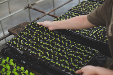 Hand holding seedling tray of green oak lettuce seedling. Concept of organic greenhouse, plantation. Beginning of production, agricultural and gardening. Freshness and evergreen grow. Salad vegetable.