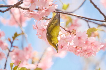 桜の花と野鳥のメジロ