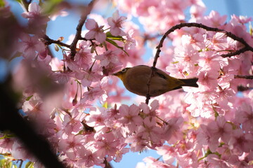 桜の花と野鳥のメジロ