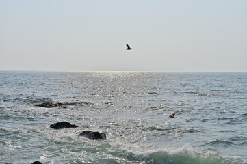 Circling the northeastern coast in spring