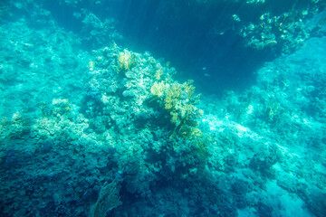 Fototapeta na wymiar Coral reef at the bottom of the Red Sea.