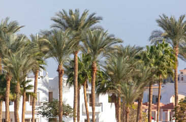 Fototapeta na wymiar Palm trees near the building.