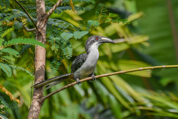 the bird on the branch 